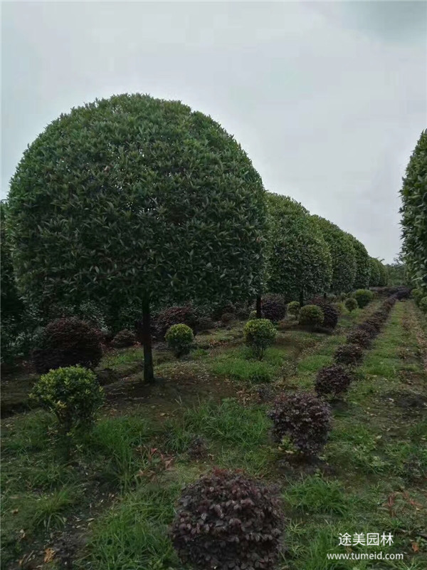 桂花樹圖片