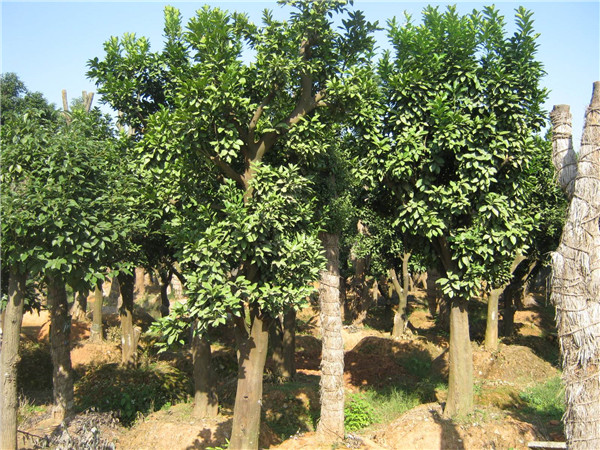 香泡樹(shù)圖片