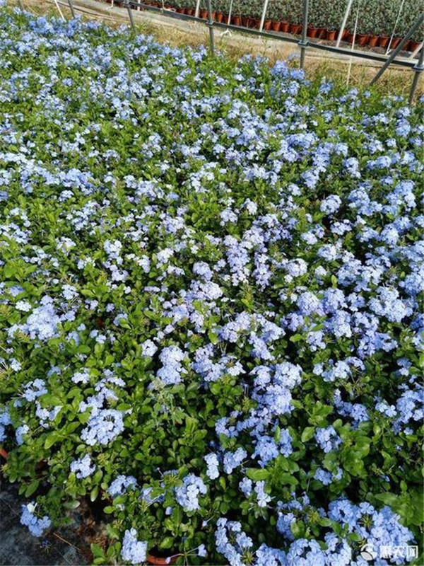 藍(lán)雪花圖片基地實(shí)拍圖