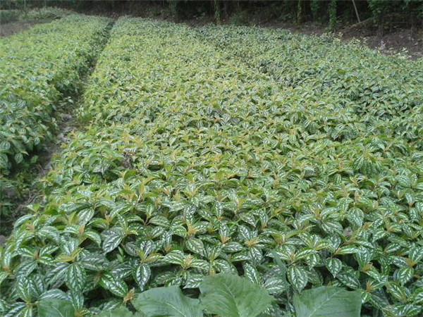 冷水花基地實拍圖片