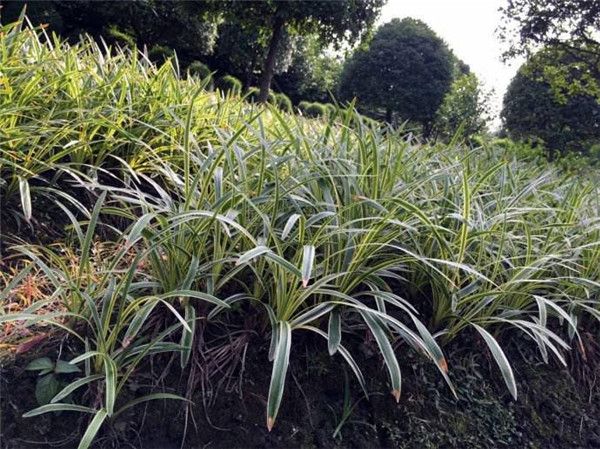 銀邊沿階草基地實(shí)拍圖片