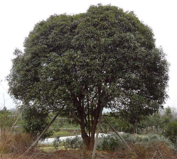 叢生桂花樹基地實(shí)拍圖