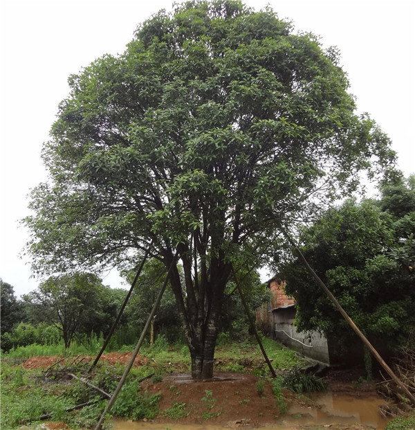 叢生桂花樹基地實(shí)拍圖