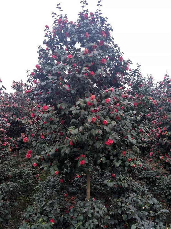 高桿茶花基地實(shí)拍圖