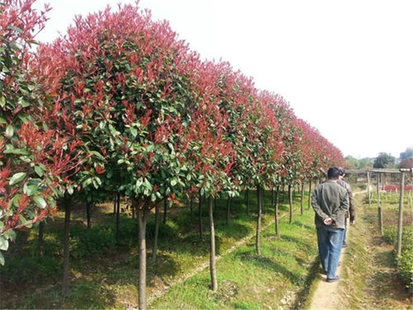 高桿紅葉石楠圖片