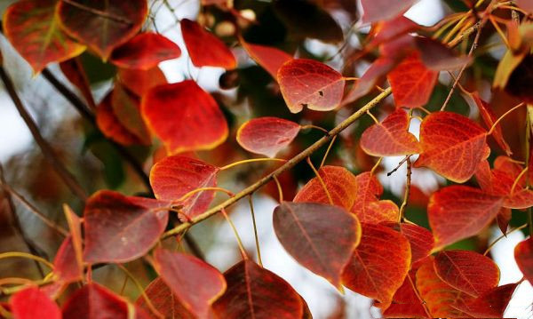 紅葉烏桕