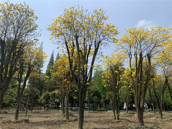 黃花風(fēng)鈴木基地實(shí)拍圖片