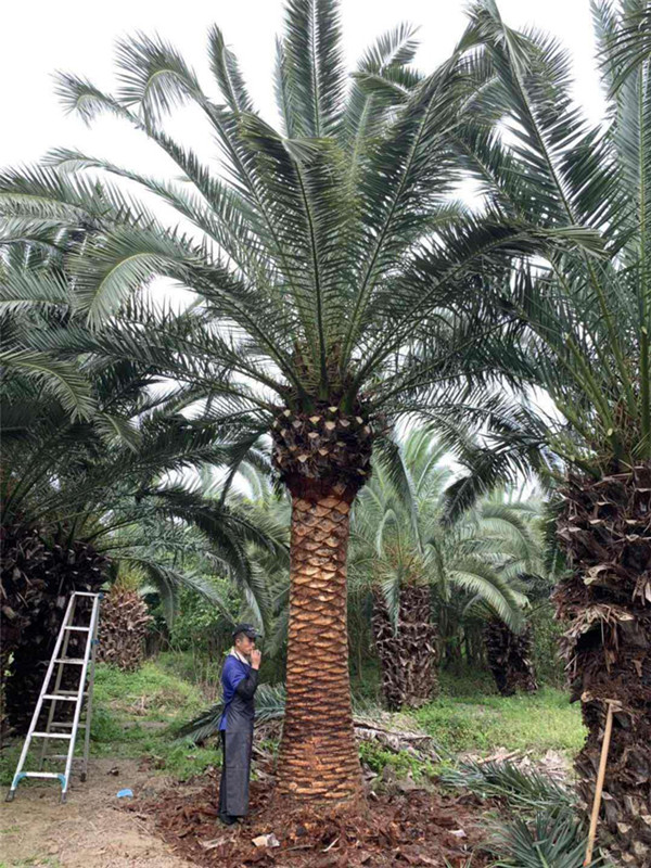 加拿利海棗基地實拍圖片