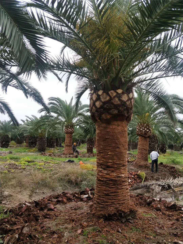 加拿利海棗基地實拍圖片