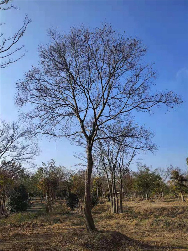 櫸樹基地實拍圖