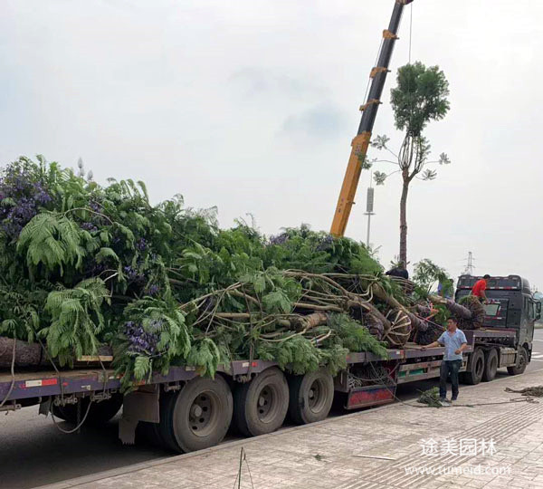 藍花楹裝車發(fā)貨圖片