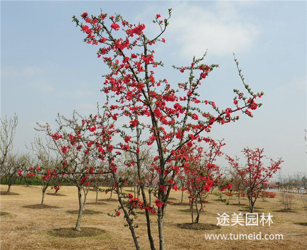 喬木，灌木、藤本、草本植物的區(qū)別