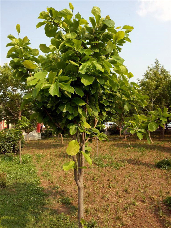 菩提樹基地實拍圖