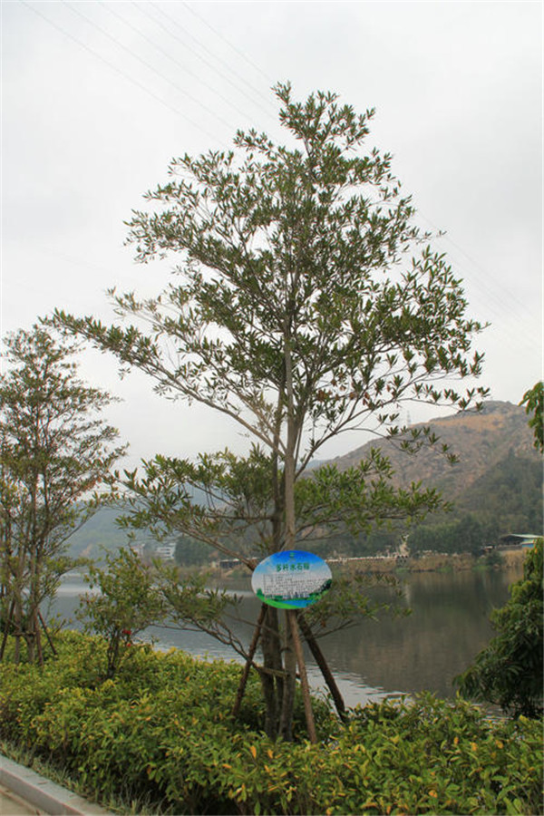 水石榕基地實拍圖片