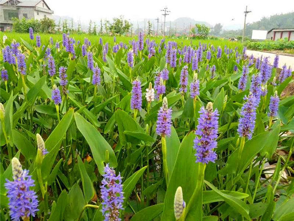 梭魚(yú)草水生植物實(shí)拍