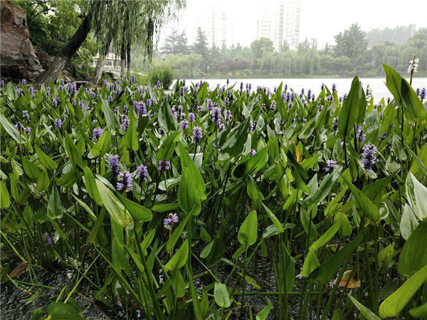 梭魚(yú)草水生植物實(shí)拍